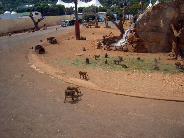 zoo safari 07